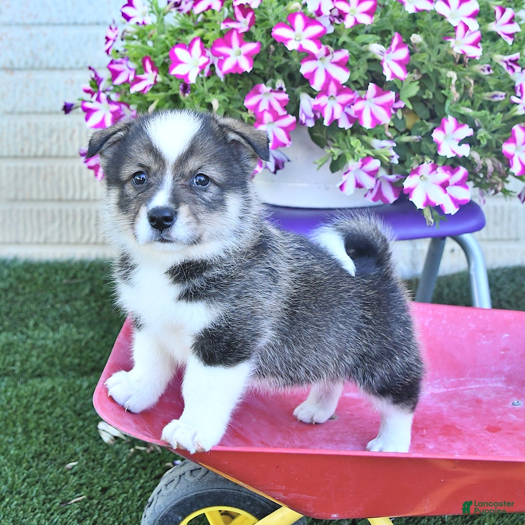 American Eskimo dogs for sale: Skoopy - Image 5