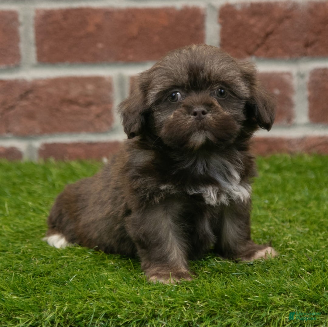 Shih Tzu dogs for sale: Lacey - Image 15