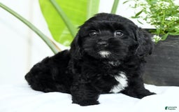 Cavapoo dogs for sale: Grizzly - Image 5
