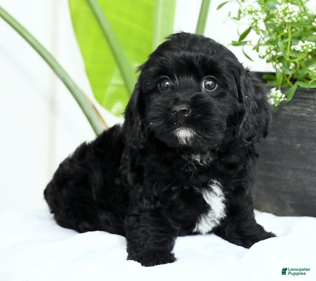 Cavapoo dogs for sale: Grizzly - Image 5