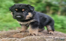 German Shepherd dogs for sale: Kimber - Image 8