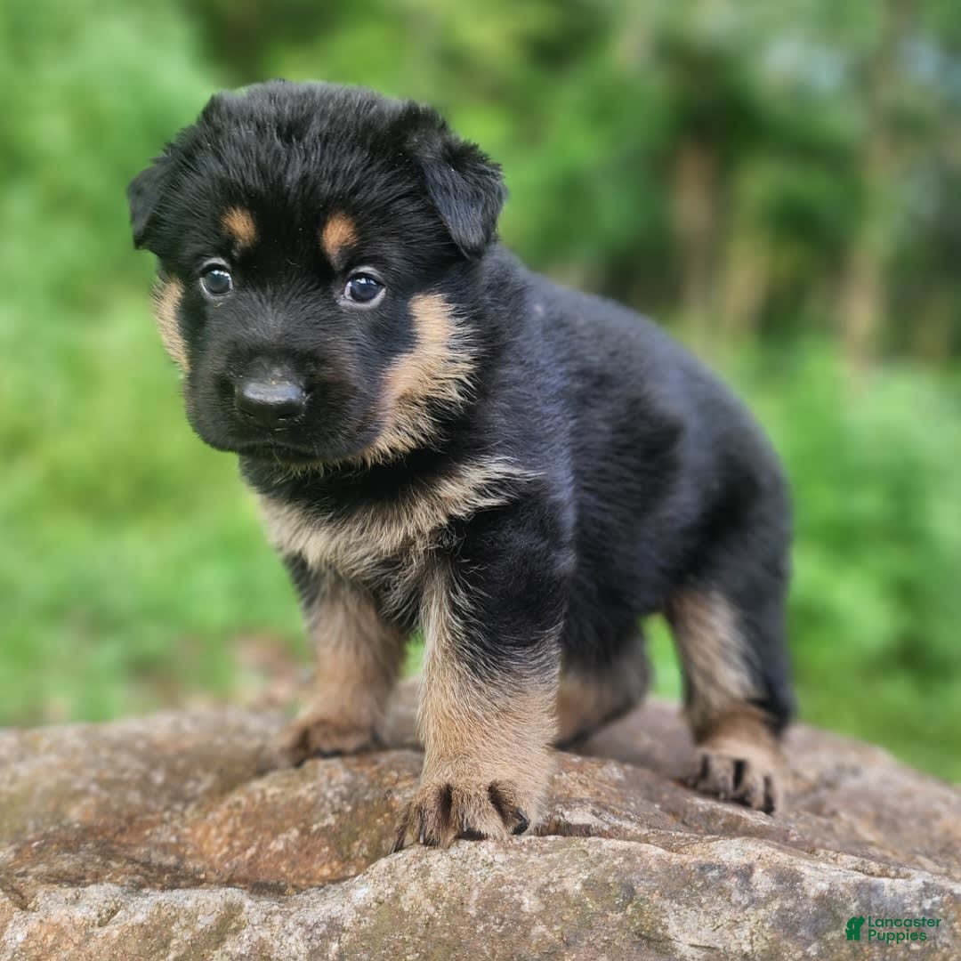 German Shepherd dogs for sale: Kimber - Image 8