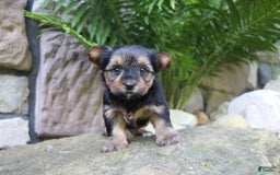 Yorkshire Terrier dogs for sale: Monica - Image 3