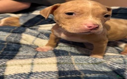 American Bully dogs for sale: Little Leo - Image 10