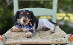 Miniature Dachshund dogs for sale: Timothy - Image 4