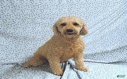 Mini Goldendoodle dogs for sale: Milo - Image 11