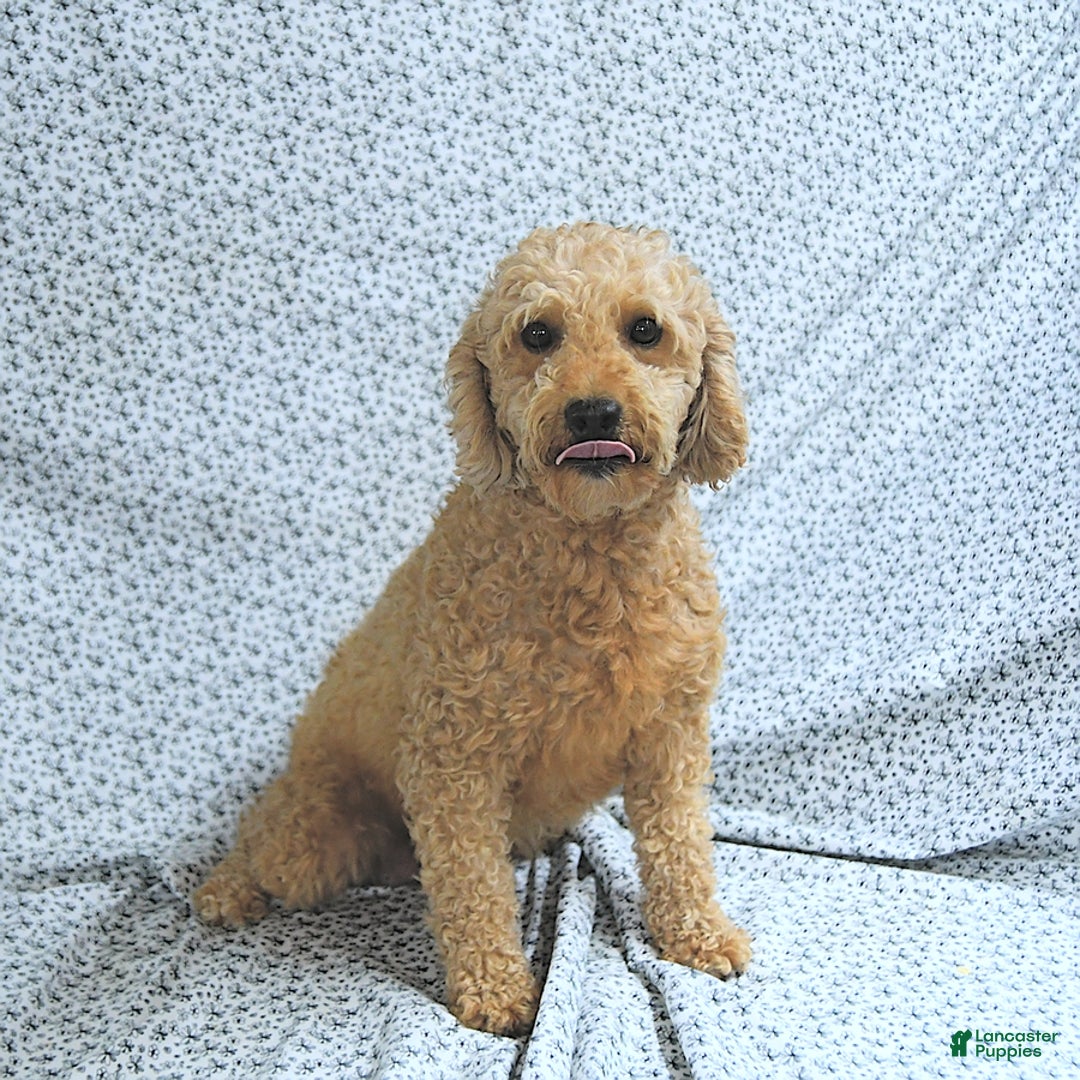 Mini Goldendoodle dogs for sale: Milo - Image 11