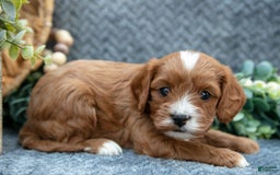 Cavapoo dogs for sale: Cavapoo 5 puppies - Image 4