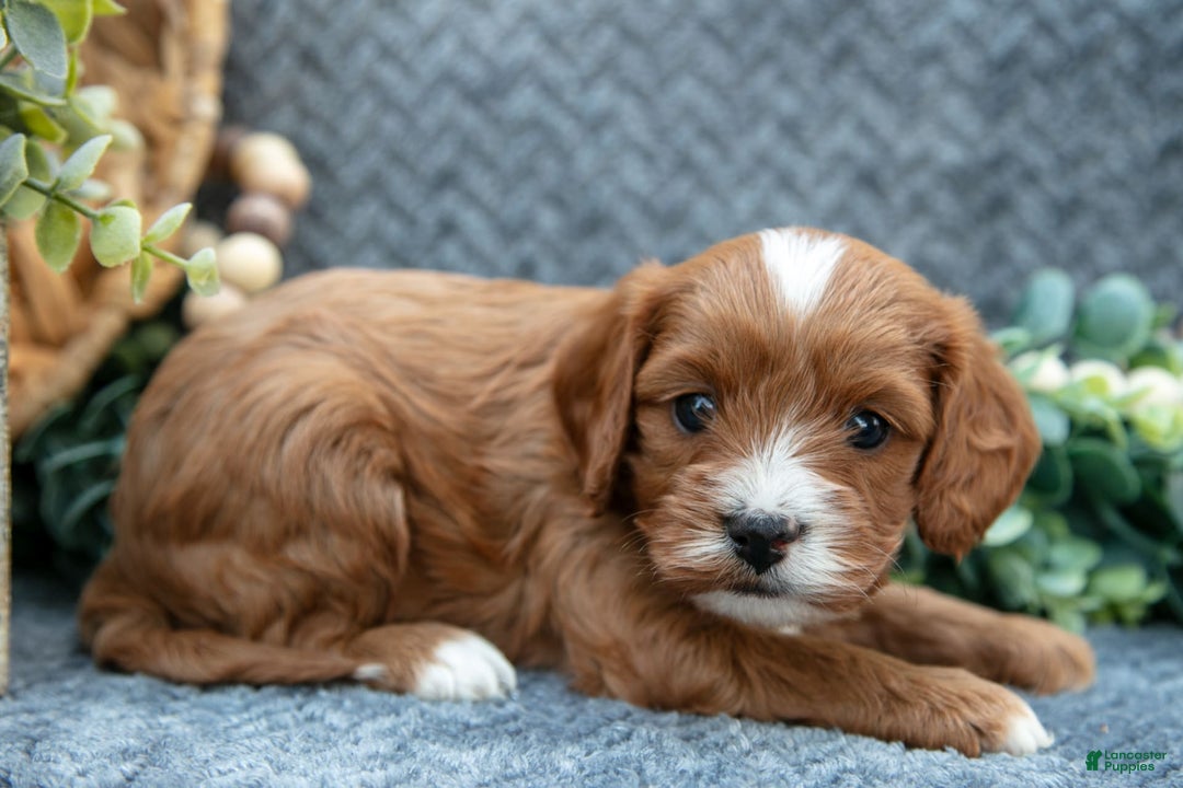Cavapoo dogs for sale: Cavapoo 5 puppies - Image 4