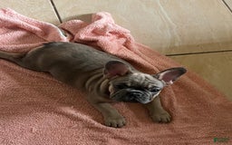 French Bulldog dogs for sale: Shari - Image 1