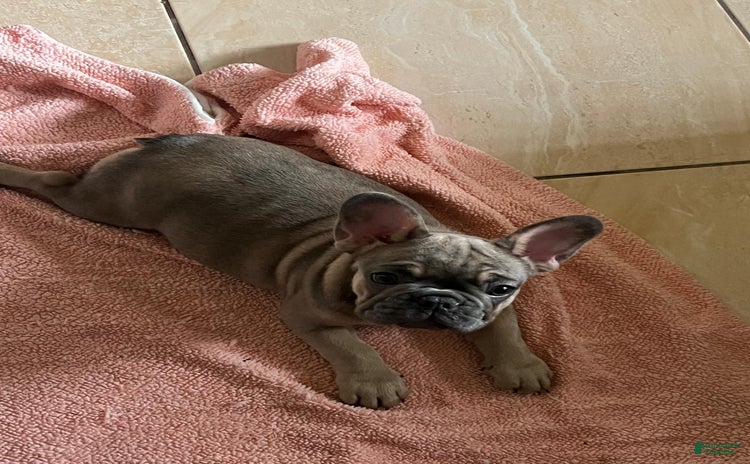 French Bulldog dogs for sale - Ad 4