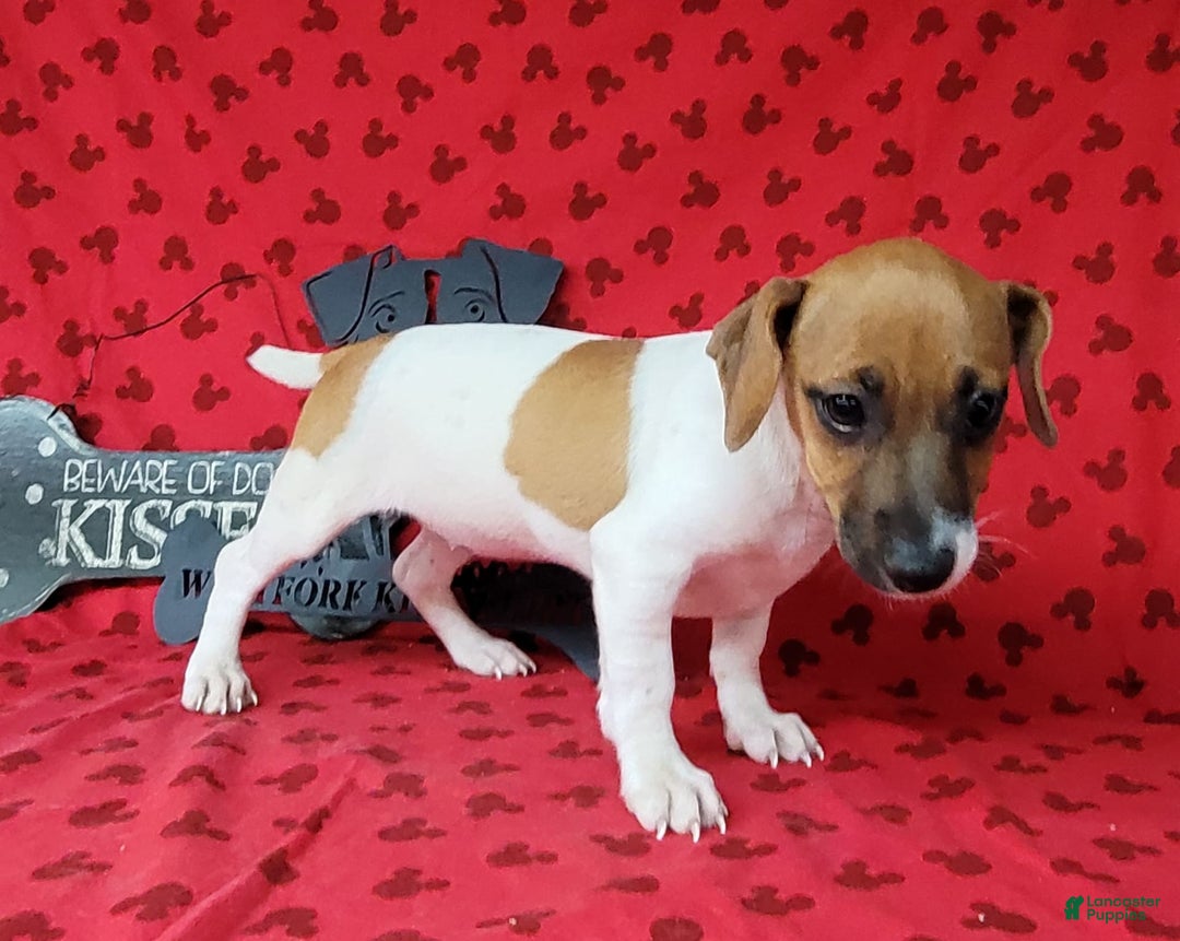 Jack Russell Terrier dogs for sale: Jack Russell Terrier Peppy - Image 9