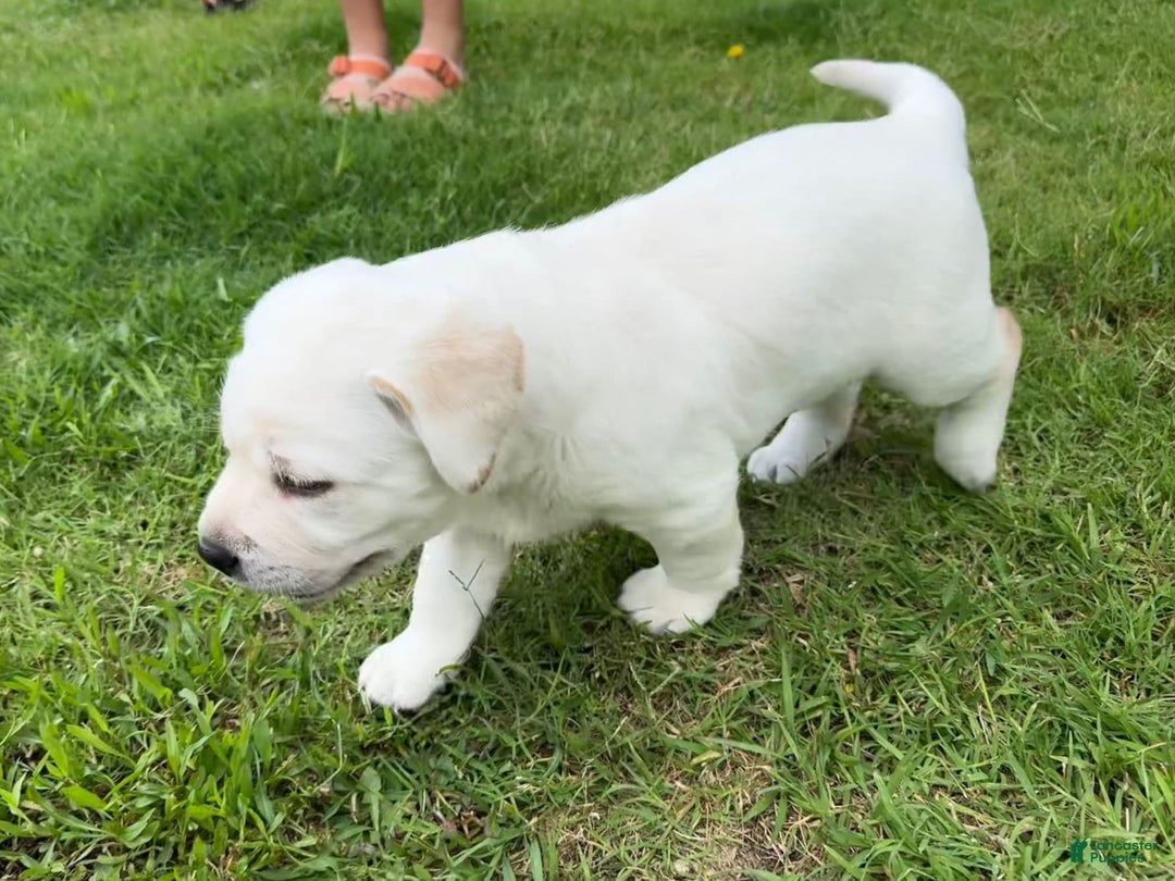 Labrador Retriever dogs for sale: Misty - Image 1