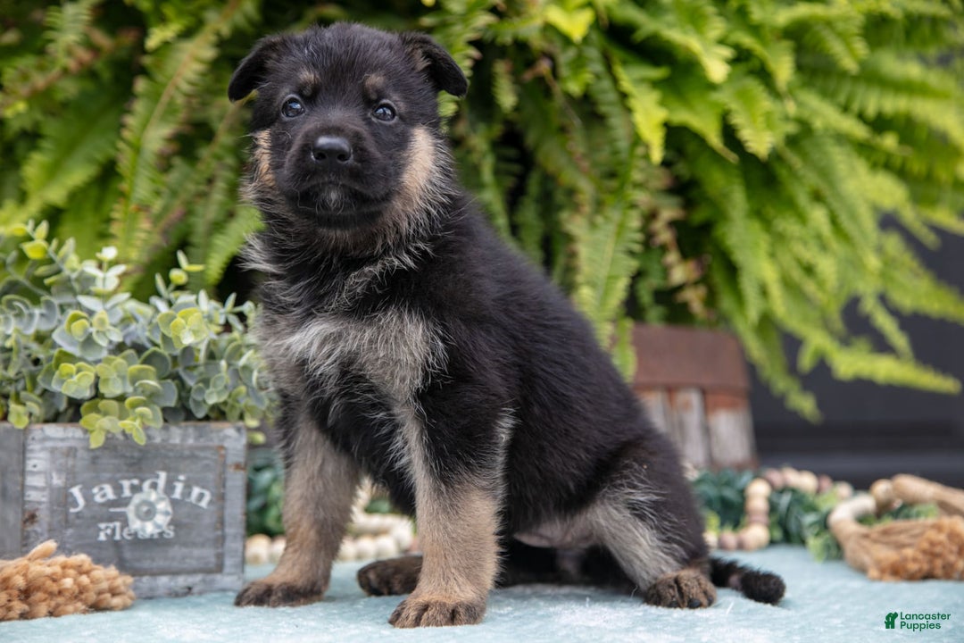 German Shepherd dogs for sale: Alia - Image 3
