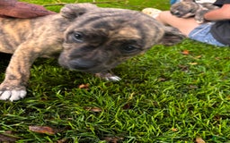 American Pit Bull Terrier dogs for sale: Cali - Image 2