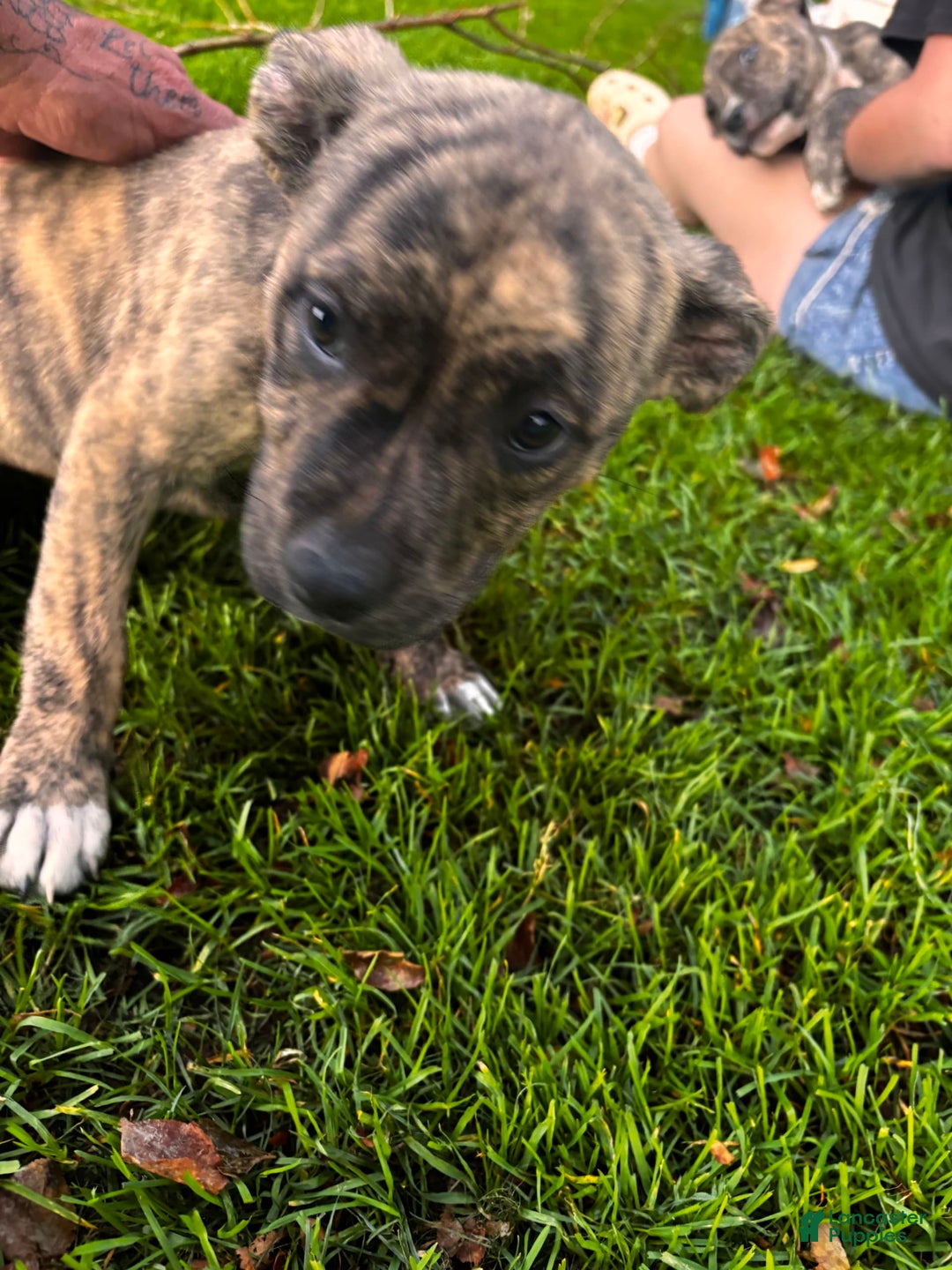 American Pit Bull Terrier dogs for sale: Cali - Image 2