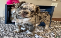 French Bulldog dogs for sale: Winston - Image 1