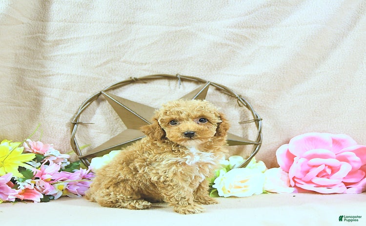 Miniature Poodle dogs for sale - Ad 3