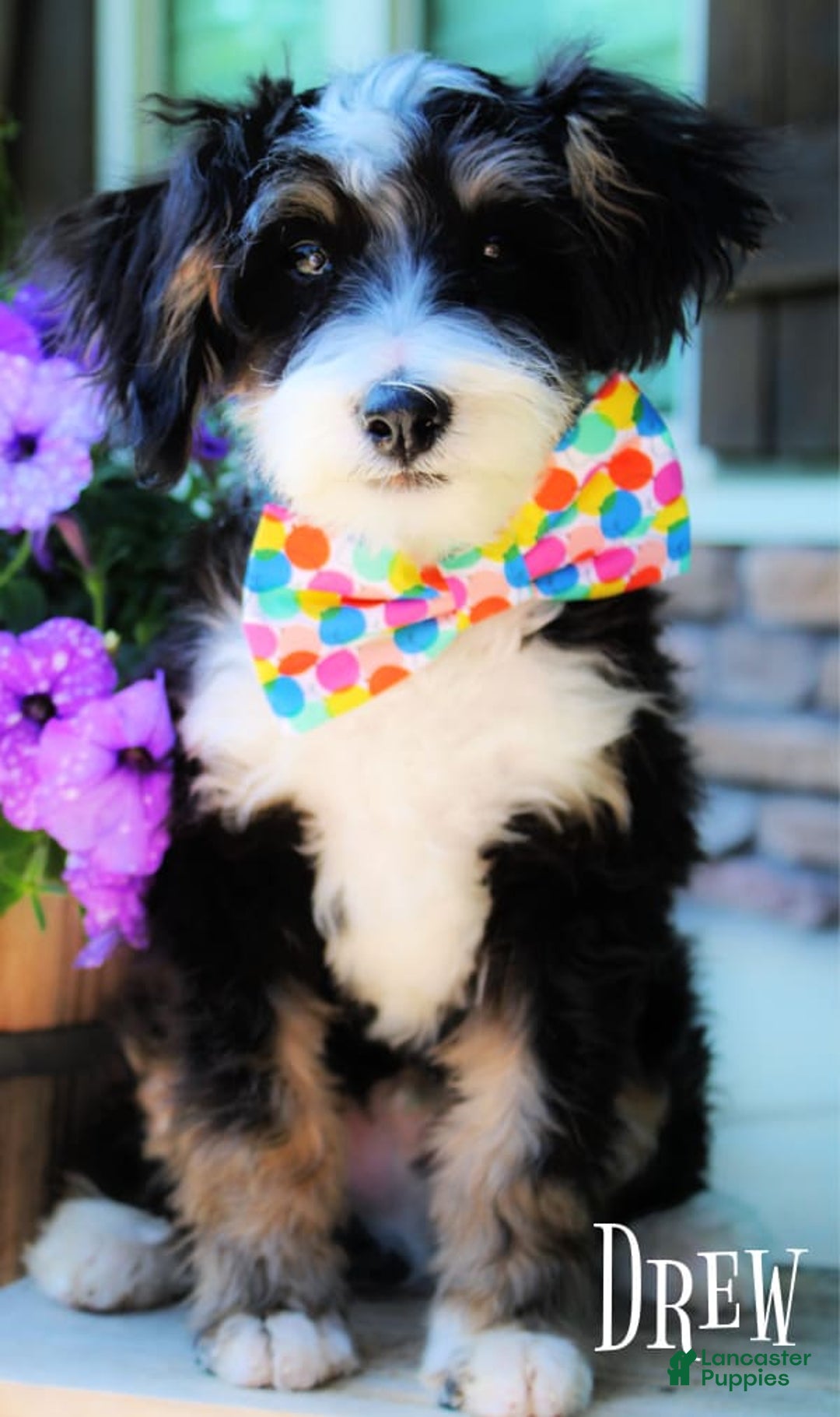 Mini Bernedoodle dogs for sale: Drew - Image 2