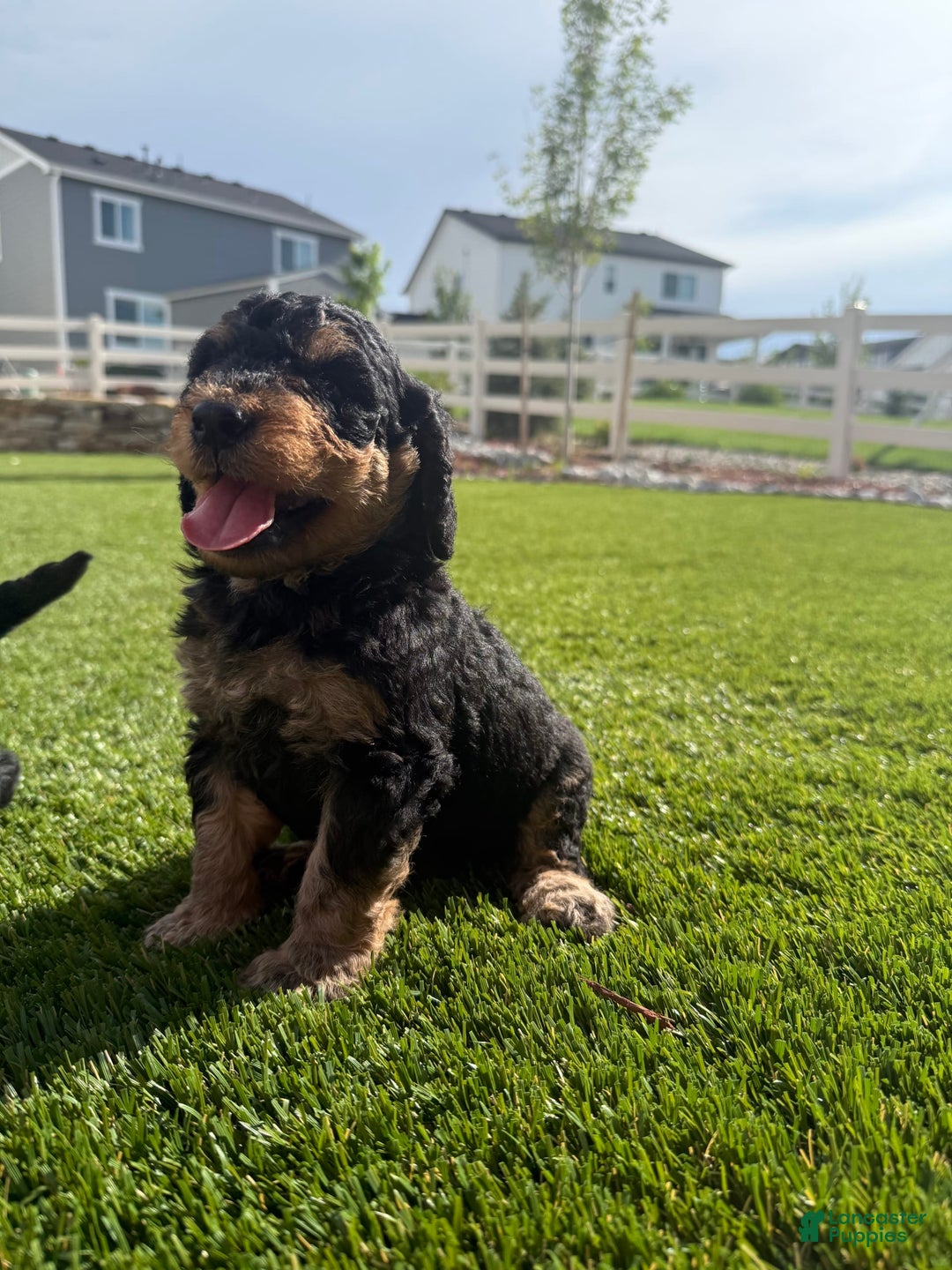 Bernedoodle dogs for sale: 10 - Image 5