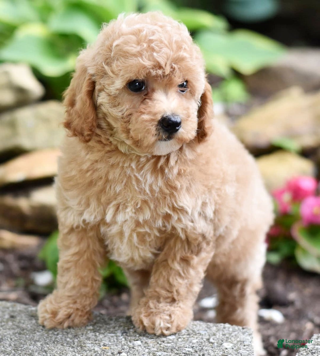 Toy Poodle dogs for sale: Tulip - Image 18