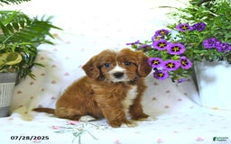 Cavapoo dogs for sale: Watson - Image 3