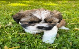 Shih Tzu dogs for sale: Danny - Image 2