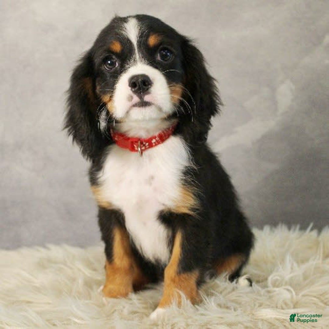 Miniature Bernese Mountain Dog dogs for sale: Twix - Image 7