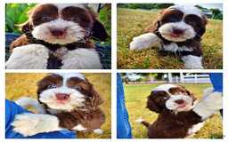 Havapoo dogs for sale: Juliet - Image 1