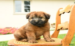 Soft Coated Wheaten Terrier dogs for sale: Demmie - Image 4