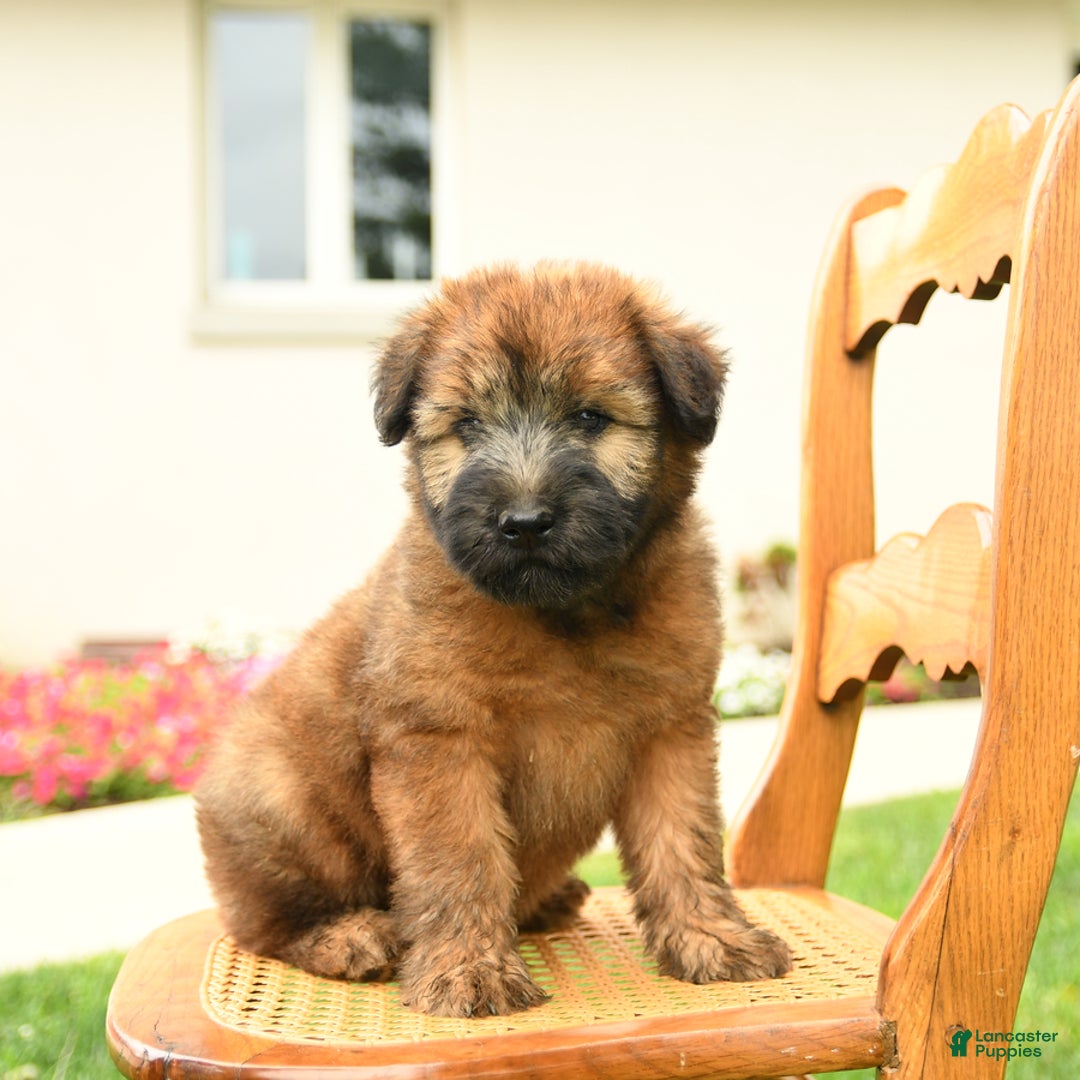 Soft Coated Wheaten Terrier dogs for sale: Demmie - Image 4