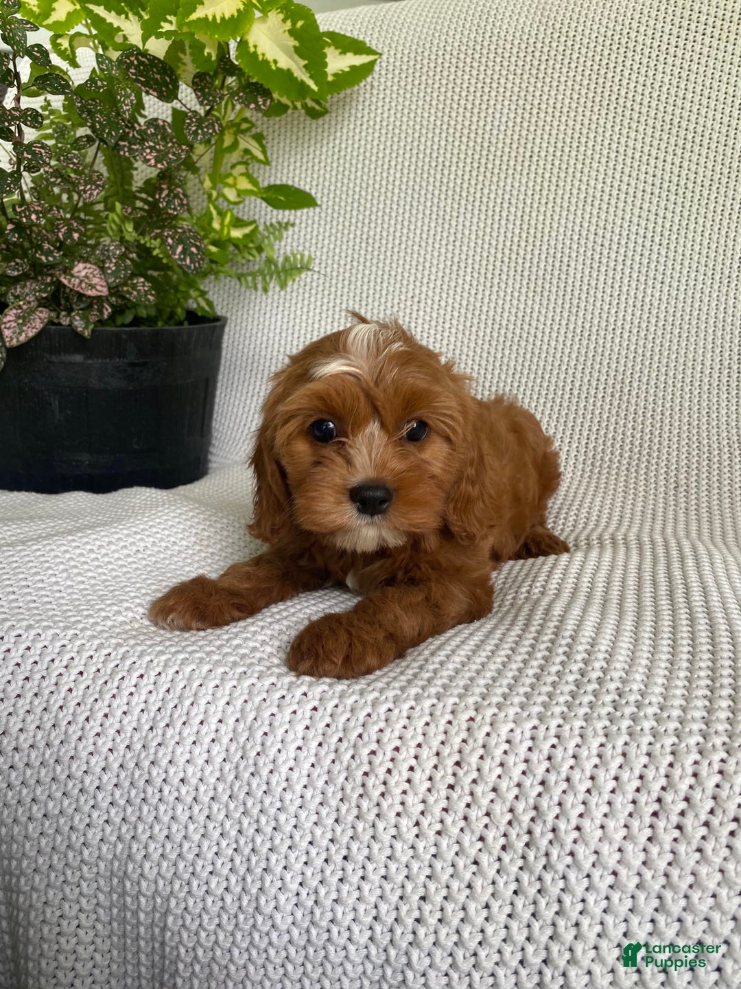Cavapoo dogs for sale: Maverick - Image 7