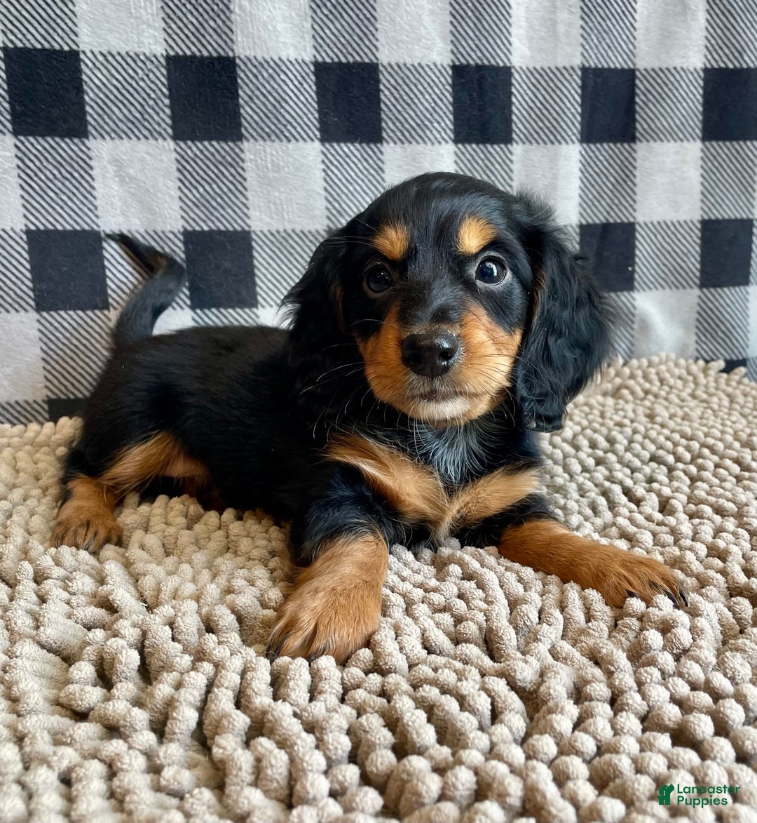Miniature Dachshund dogs for sale: Nelson - Image 3