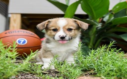 Welsh Corgi Pembroke dogs for sale: Cash - Image 4