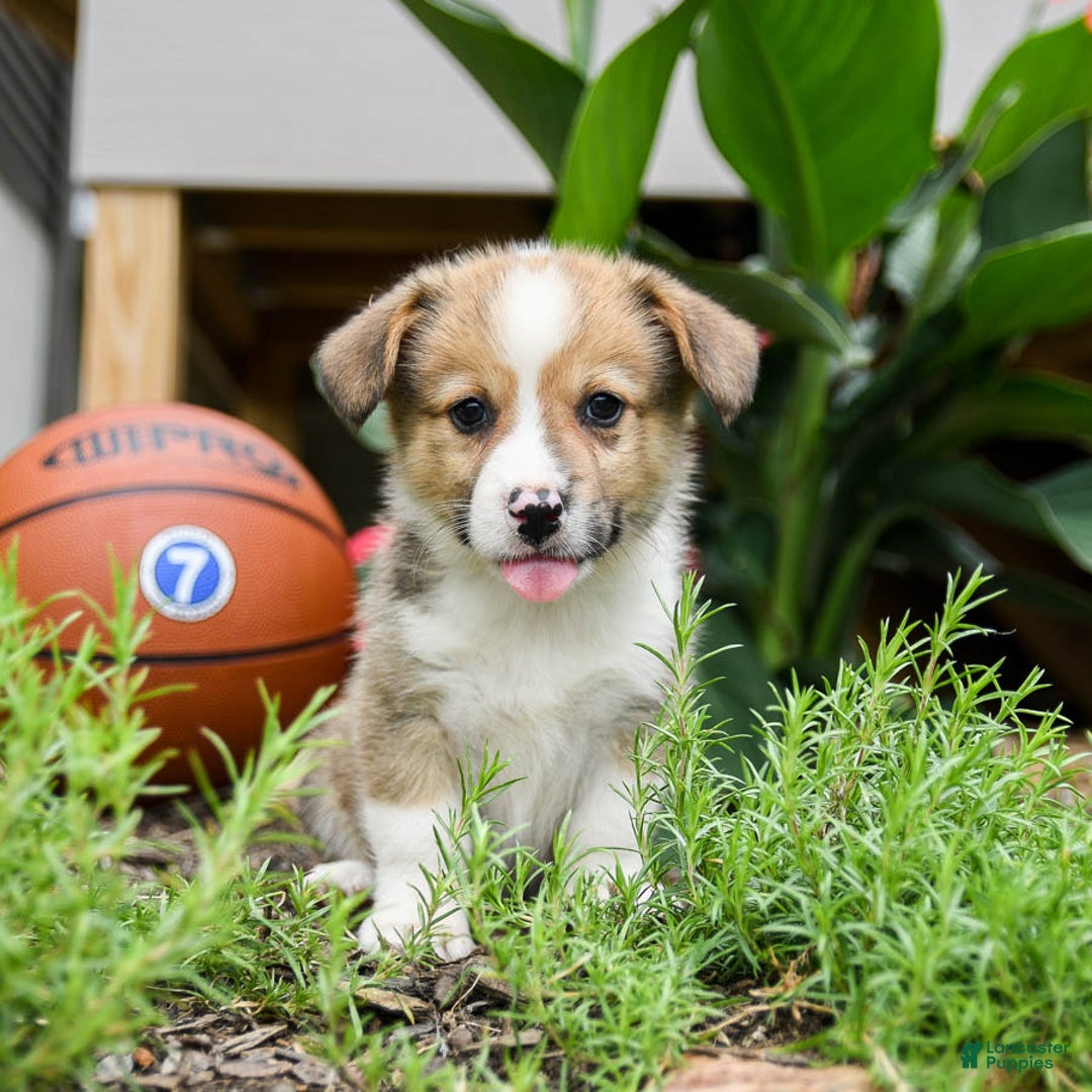 Welsh Corgi Pembroke dogs for sale: Cash - Image 4