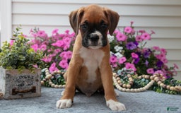 Boxer dogs for sale: Sunny - Image 3