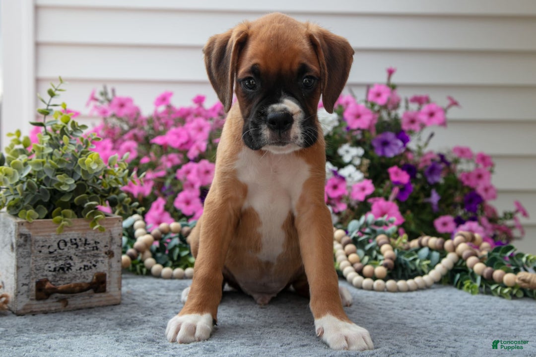 Boxer dogs for sale: Sunny - Image 3