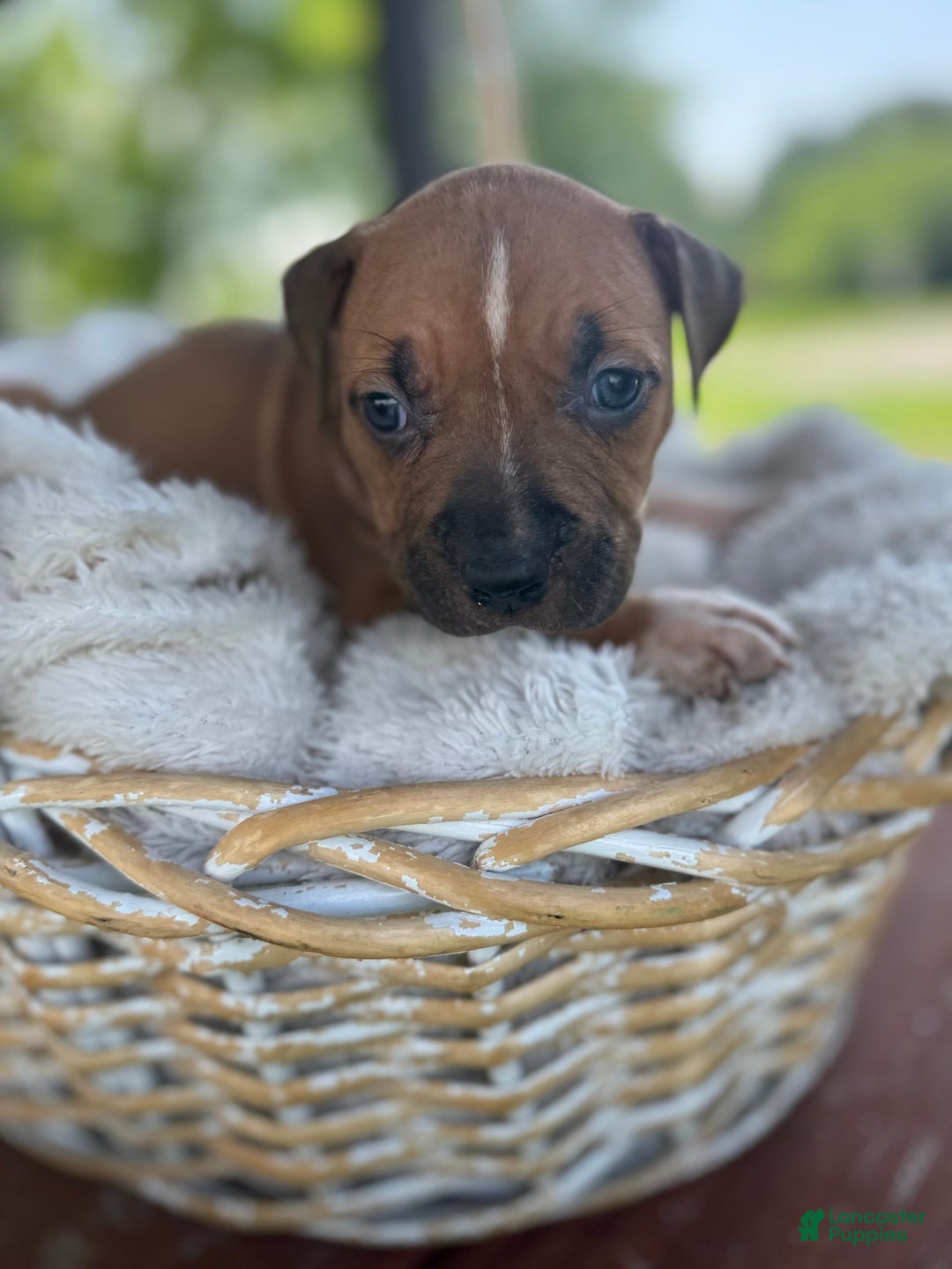 American Bully dogs for sale: Karma - Image 3