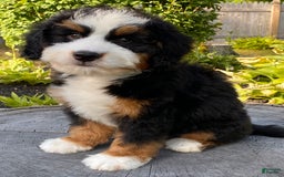 Mini Bernedoodle dogs for sale: 💙 Boston Ma 💙 Mini Bernedoodle - Image 17