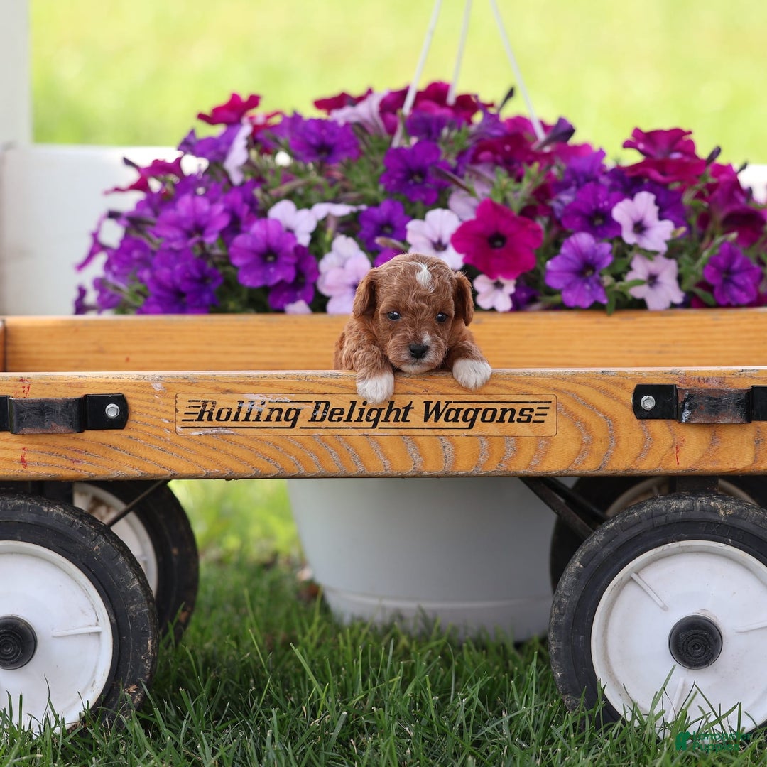 Toy Poodle dogs for sale: Raine - Image 7