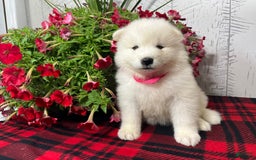 Samoyed dogs for sale: Perla - Image 6