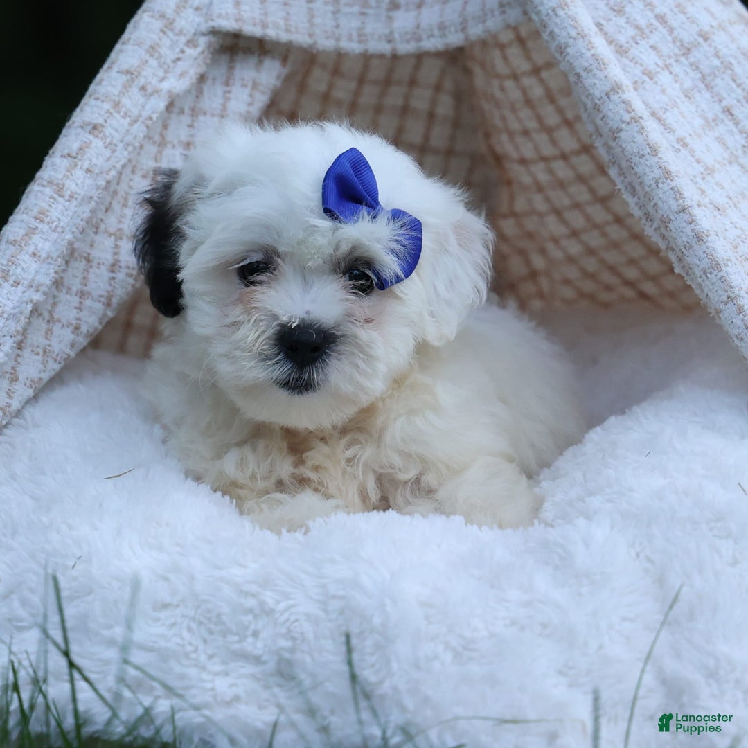 Shihpoo dogs for sale: Captain - Image 8