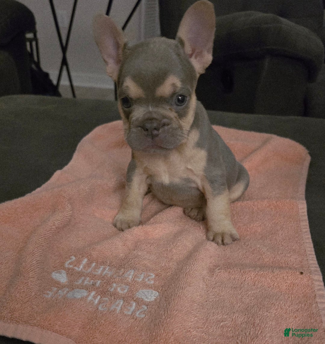 French Bulldog dogs for sale: French Bulldog 3 puppies - Image 8