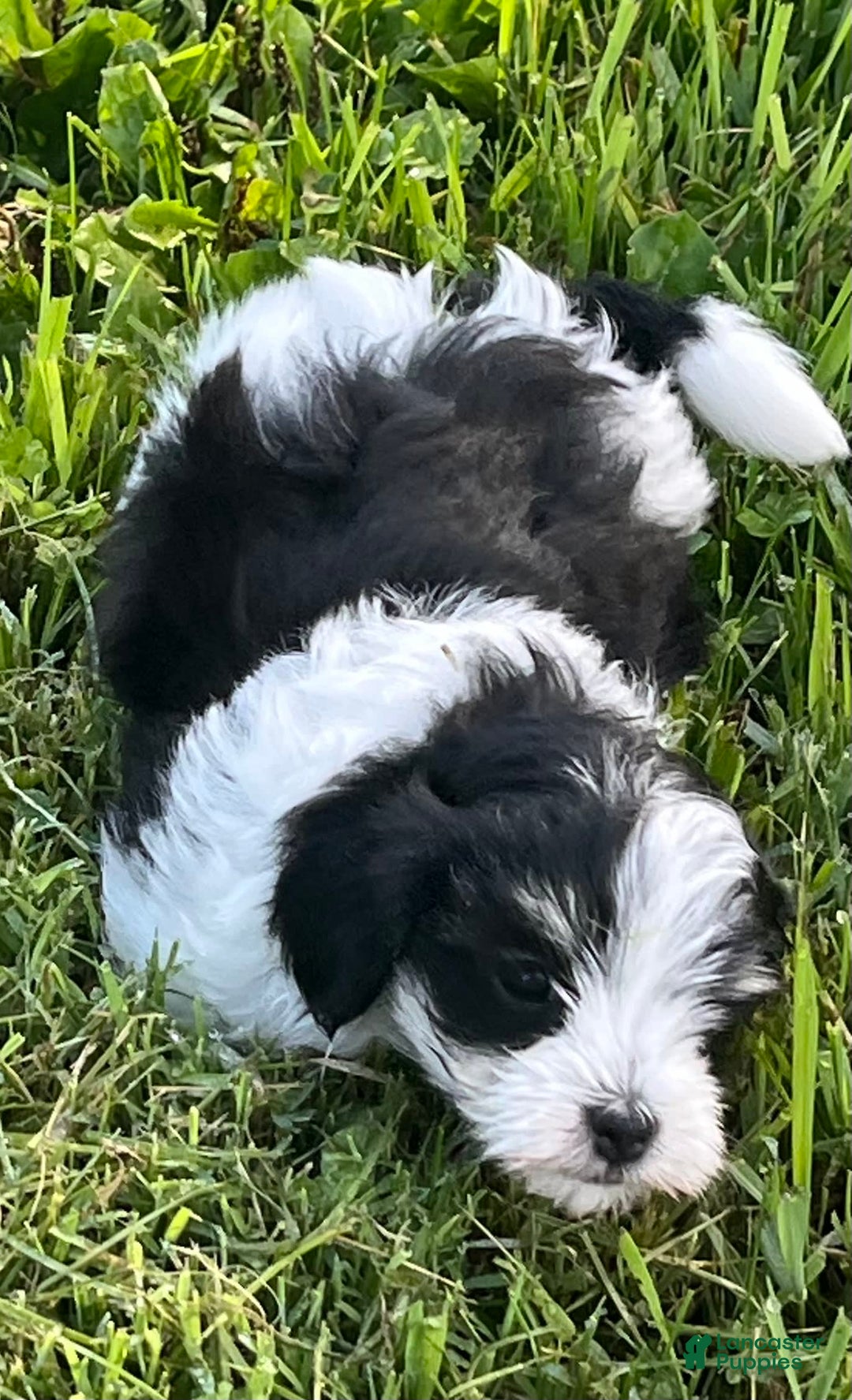 Maltipoo dogs for sale: Hunter - Image 4