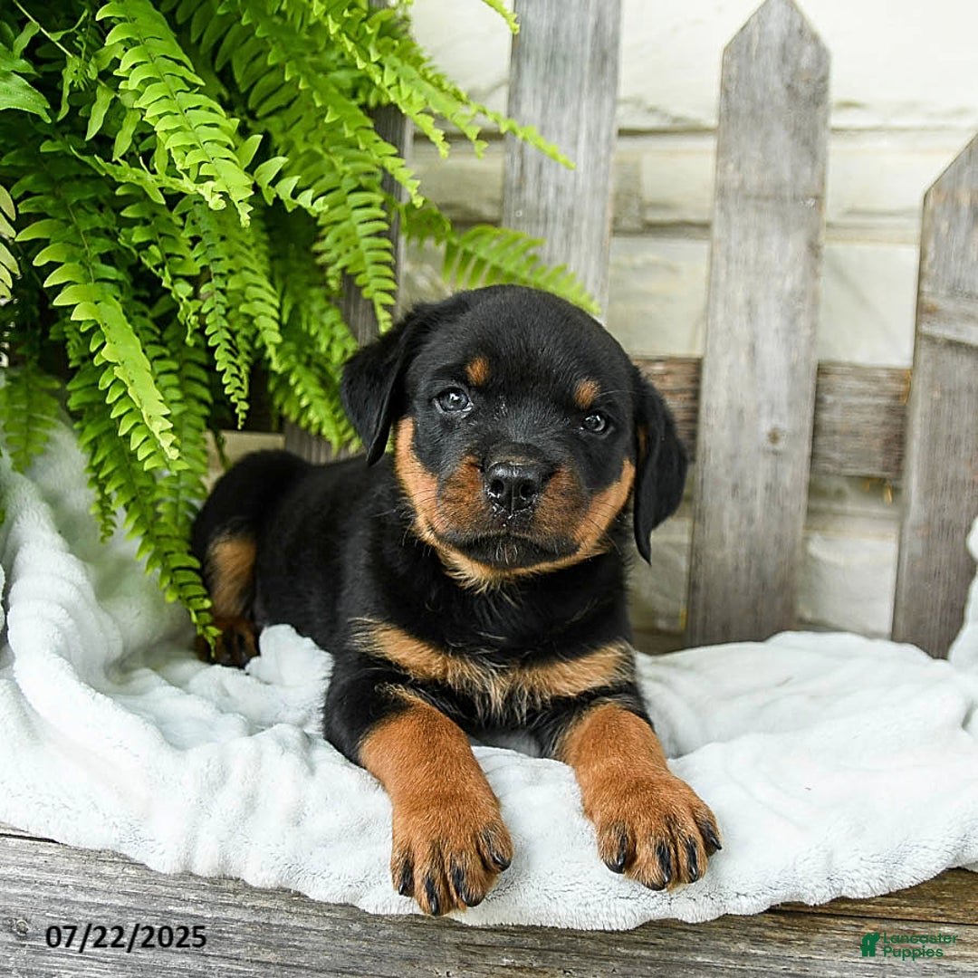 Rottweiler dogs for sale: Stormy - Image 1