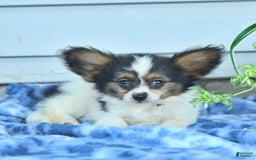 Papillon dogs for sale: Missy - Image 2