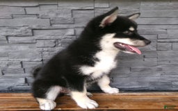 Pomsky dogs for sale: Sammy - Image 16