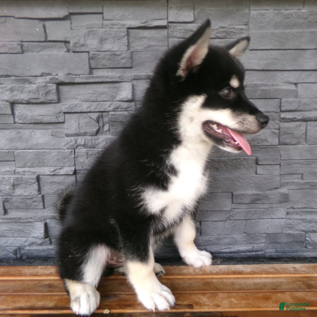 Pomsky dogs for sale: Sammy - Image 16