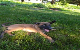 Belgian Malinois dogs for sale: Dakota - Image 2