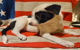 Border Collie dogs for sale: Bambi - Image 36
